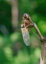 A newly molted Periodical Cicada waits for its new shell to harden