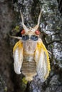 A newly molted 17-year cicada grasps to the rough tree bark.