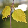 Newly opened birch leaves