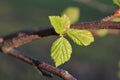 Newly opened birch leaves