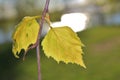 Newly opened birch leaves