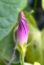 Newly opened climbing flower ipomea