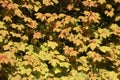 Newly opened leaves on sycamore in hedgerow