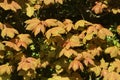 Newly opened leaves on sycamore in hedgerow