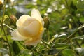 Newly opening cupped, pale lemon creamy white rosebud