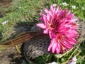 Newly pick blooming pink waterlily from the pond in tropical garden Royalty Free Stock Photo