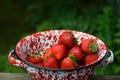 Red Strawberries in colander Royalty Free Stock Photo