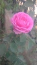 PINK ROSE OF INDIA . Royalty Free Stock Photo