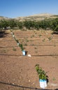 Newly planted cherry trees