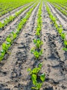 Newly planted endive plants in long converging lines Royalty Free Stock Photo