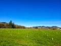 Newly Planted Filbert Orchard Royalty Free Stock Photo