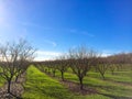 Newly Planted Filbert Orchard Royalty Free Stock Photo