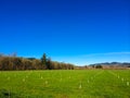 Newly Planted Filbert Orchard Royalty Free Stock Photo