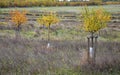 Newly planted fruit trees with protection against damage to the taste of game. Autumn landscape with ecological measures.