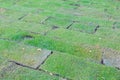 Newly planted grass field blocks