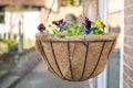 Newly planted handing basket. Soft focus