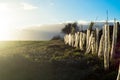 Newly planted hedge in English countryside Royalty Free Stock Photo