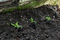 Newly planted little tomatoes pepper seedling in ground, soil in organic vegetable garden, greenhouse. farming