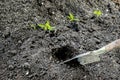 Newly planted little tomatoes pepper seedling in ground, soil in organic vegetable garden, greenhouse with shovel,spade. farming,