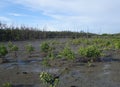Newly planted mangrove trees