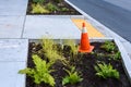 Newly planted median between the curb and new sidewalk, fresh plants and dirt, and pvc irrigation pipe and connectors