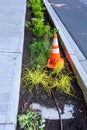 Newly planted median between the street and new sidewalk, ornamental grasses, plants, orange safety cone, and irrigation hose