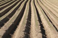 Newly-planted potato field, showing the ridges and furrows Royalty Free Stock Photo