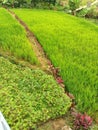 newly planted rice fields in the afternoon Royalty Free Stock Photo