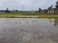 Newly planted rice fields are inundated with water