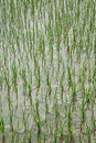 Newly planted rice paddies growing in southeast China