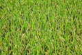 Newly planted rice paddies growing in southeast China