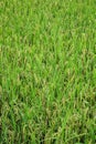 Newly planted rice paddies growing in southeast China