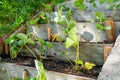 Newly planted strawberry seedlings in the garden with staggered rows