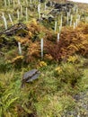 Newly planted trees in Bonny Glen by Portnoo, County DOnegal, Ireland