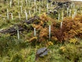 Newly planted trees in Bonny Glen by Portnoo, County DOnegal, Ireland