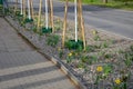 Newly planted trees and flower beds onstreet. green plastic circle water tank. facilitates the dosing of water without loss direct Royalty Free Stock Photo