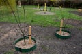 newly planted trees and flower beds onstreet. green plastic Royalty Free Stock Photo