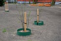 newly planted trees and flower beds onstreet. green plastic Royalty Free Stock Photo