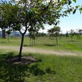 Newly planted trees growing under the sun