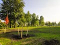 Newly planted trees in a row in city park at spring in sunny day, ecology earth save concept Royalty Free Stock Photo