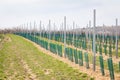 Newly planted vineyard with green plastic protection
