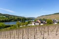 Newly planted vineyard with wooden posts nearby the village Graach Royalty Free Stock Photo