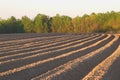 Newly ploughed field