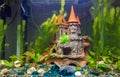 Newly populated fresh aquarium with planted algae Royalty Free Stock Photo