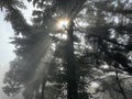 The newly rising sun shone on the pines Royalty Free Stock Photo