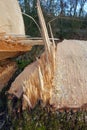 Newly Sawed Tree Trunk in the Woods