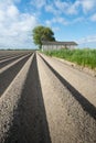 Newly seeded potatoes in ridges of clay ground