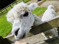 The newly shaved alpaca sticks out its head from the wooden railing