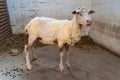 Newly Sheared Sheep Royalty Free Stock Photo