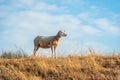 Newly sheared sheep stands on top of a Royalty Free Stock Photo